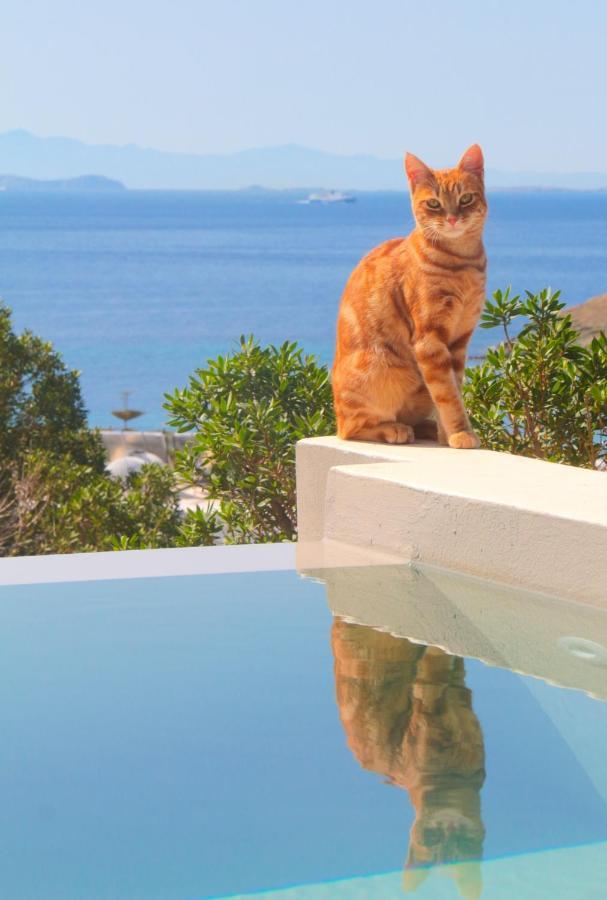Villa With View Of Agios Ioannis And Pool With Jacuzzi מראה חיצוני תמונה